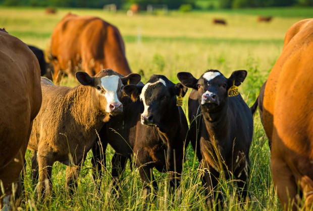cattle-herd-calves